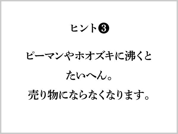 ヒント３：ピーマンやホオズキに沸くとたいへん。売り物にならなくなります。